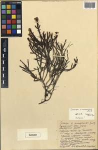 Cassiope ×anadyrensis Jurtzev, Сибирь, Чукотка и Камчатка (S7) (Россия)