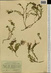 Змееголовник дланевидный Steph. ex Willd., Сибирь, Якутия (S5) (Россия)