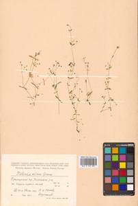 Stellaria alsine subsp. alsine, Сибирь, Дальний Восток (S6) (Россия)