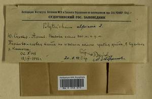 Polytrichastrum alpinum (Hedw.) G.L. Sm., Гербарий мохообразных, Мхи - Дальний Восток (без Чукотки и Камчатки) (B20) (Россия)