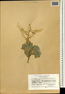 Matthiola codringtonii Rech.f., Зарубежная Азия (ASIA) (Афганистан)