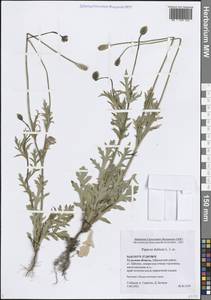 Мак сомнительный L., Восточная Европа, Центральный район (E4) (Россия)