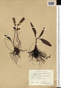 Lagotis glauca subsp. minor (Willd.) Hultén, Сибирь, Западная Сибирь (S1) (Россия)