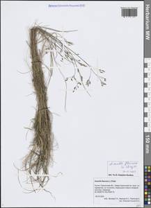 Лерхенфельдия извилистая, Овсик извилистый (L.) Drejer, Сибирь, Дальний Восток (S6) (Россия)