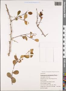 Gymnosporia mekongensis Pierre, Зарубежная Азия (ASIA) (Вьетнам)