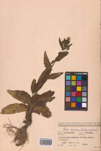 Picris japonica subsp. japonica, Сибирь, Дальний Восток (S6) (Россия)