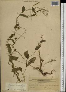 Brassica rapa subsp. sylvestris (L.) Janch., Сибирь, Дальний Восток (S6) (Россия)