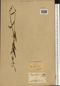 Горец малый (Huds.) Opiz, Восточная Европа, Северо-Украинский район (E11) (Украина)