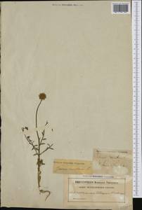 Букашник горный L., Западная Европа (EUR) (Швеция)