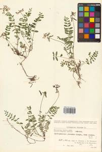 Астрагал альпийский L., Сибирь, Чукотка и Камчатка (S7) (Россия)