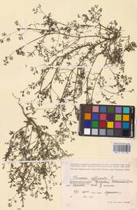 Дымянка лекарственная L., Восточная Европа, Волжско-Камский район (E7) (Россия)