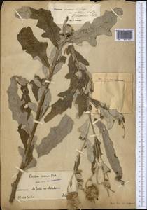 Cirsium arvense var. vestitum Wimm. & Grab., Средняя Азия и Казахстан, Каракумы (M6) (Туркмения)