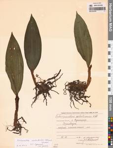 Кремастра изменчивая (Blume) I.D.Lund, Сибирь, Дальний Восток (S6) (Россия)