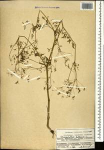 Бутень клубненосный L., Кавказ, Армения (K5) (Армения)