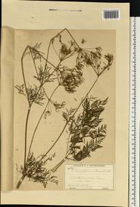 Бутень Прескотта DC., Восточная Европа, Московская область и Москва (E4a) (Россия)