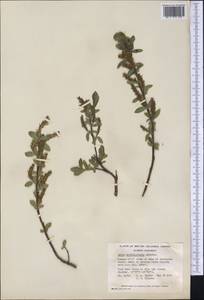Salix myrtillifolia Anderss., Америка (AMER) (Канада)