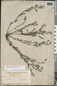 Buglossoides rochelii (Friv.) Stoyanov, Mátis & Sennikov, Восточная Европа, Нижневолжский район (E9) (Россия)