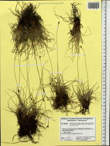 Carex simpliciuscula Wahlenb., Сибирь, Центральная Сибирь (S3) (Россия)