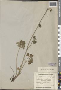 Водосбор Карелина (Baker) O.Fedtsch. & B.Fedtsch., Средняя Азия и Казахстан, Джунгарский Алатау и Тарбагатай (M5) (Казахстан)