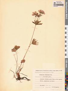 Герань волосистоцветковая DC., Сибирь, Дальний Восток (S6) (Россия)