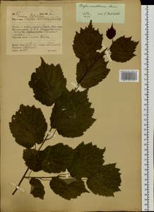 Орешник маньчжурский, Лещина маньчжурская (Maxim.) C.K.Schneid., Сибирь, Дальний Восток (S6) (Россия)