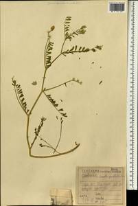 Onobrychis crista-galli (L.)Lam., Зарубежная Азия (ASIA) (Ирак)