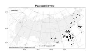 Poa raduliformis, Мятлик шероховатовидный Prob., Атлас флоры России (FLORUS) (Россия)