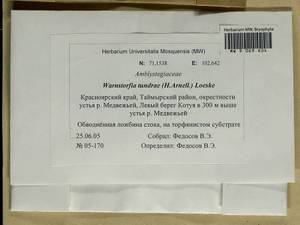 Sarmentypnum tundrae (Arnell) Hedenäs, Гербарий мохообразных, Мхи - Красноярский край, Тыва и Хакасия (B17) (Россия)