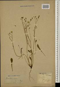 Crepis sancta subsp. sancta, Кавказ, Азербайджан (K6) (Азербайджан)