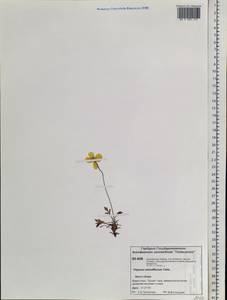 Мак мелкоцветковый Tolm., Сибирь, Центральная Сибирь (S3) (Россия)