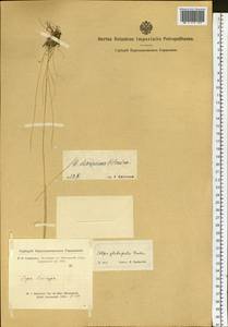 Ковыль Крылова Roshev., Сибирь, Алтай и Саяны (S2) (Россия)