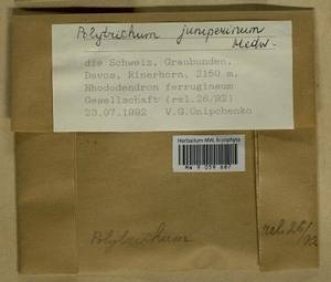 Polytrichum juniperinum Hedw., Гербарий мохообразных, Мхи - Западная Европа (BEu) (Швейцария)