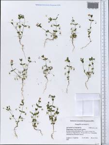 Lysimachia arvensis subsp. arvensis, Средняя Азия и Казахстан, Северный и Центральный Тянь-Шань (M4) (Киргизия)