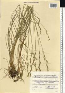Pseudoroegneria strigosa (Schult.) Á.Löve, Восточная Европа, Восточный район (E10) (Россия)