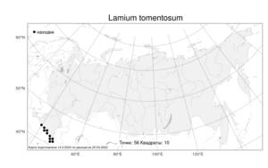Lamium tomentosum, Яснотка войлочная Willd., Атлас флоры России (FLORUS) (Россия)