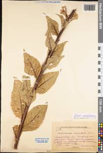 Verbascum chaixii subsp. orientale (M. Bieb.) Hayek, Восточная Европа, Нижневолжский район (E9) (Россия)