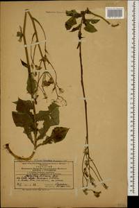 Lactuca racemosa Willd., Кавказ, Азербайджан (K6) (Азербайджан)