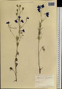 Живокость крупноцветковая L., Сибирь, Алтай и Саяны (S2) (Россия)