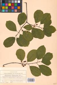 Крушина ломкая, Крушина ольховидная Mill., Восточная Европа, Московская область и Москва (E4a) (Россия)