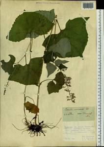 Parasenecio auriculata (DC.) J. R. Grant, Сибирь, Дальний Восток (S6) (Россия)