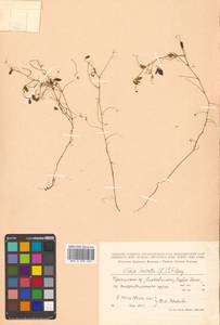 Горошек волосистый (L.) Gray, Сибирь, Дальний Восток (S6) (Россия)