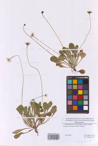 Маргаритка многолетняя L., Восточная Европа, Московская область и Москва (E4a) (Россия)