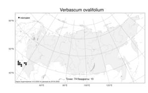 Verbascum ovalifolium, Коровяк овальнолистный Donn. Sm. ex Sims, Атлас флоры России (FLORUS) (Россия)