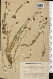 Campanula albertii Trautv., Средняя Азия и Казахстан, Западный Тянь-Шань и Каратау (M3) (Узбекистан)