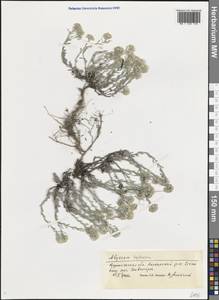 Odontarrhena tortuosa subsp. tortuosa, Восточная Европа, Центральный лесостепной район (E6) (Россия)