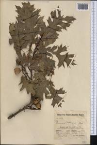 Quercus kelloggii Newb., Америка (AMER) (США)