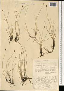 Осока безжилковая C.A.Mey., Монголия (MONG) (Монголия)