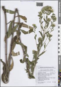 Pentanema conyzae (Griess.) D. Gut. Larr., Santos-Vicente, Anderb., E. Rico & M. M. Mart. Ort., Западная Европа (EUR) (Испания)