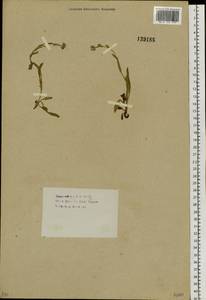 Незабудка, Сибирь, Прибайкалье и Забайкалье (S4) (Россия)