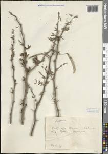 Акация, Зарубежная Азия (ASIA) (КНР)